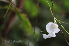 Schumannianthus virgatus